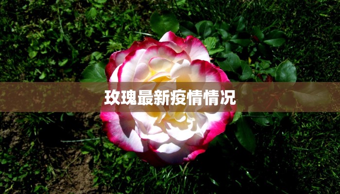 玫瑰最新疫情情况