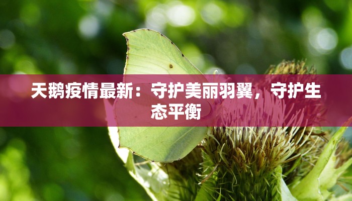 天鹅疫情最新：守护美丽羽翼，守护生态平衡