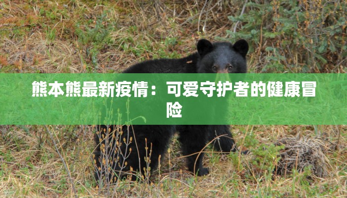 熊本熊最新疫情:可爱守护者的健康冒险 熊本熊最新疫情:可爱守护者的健康冒险