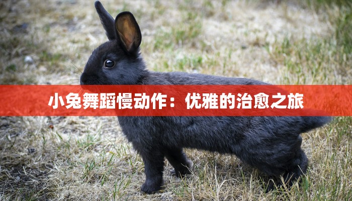 小兔舞蹈慢动作：优雅的治愈之旅