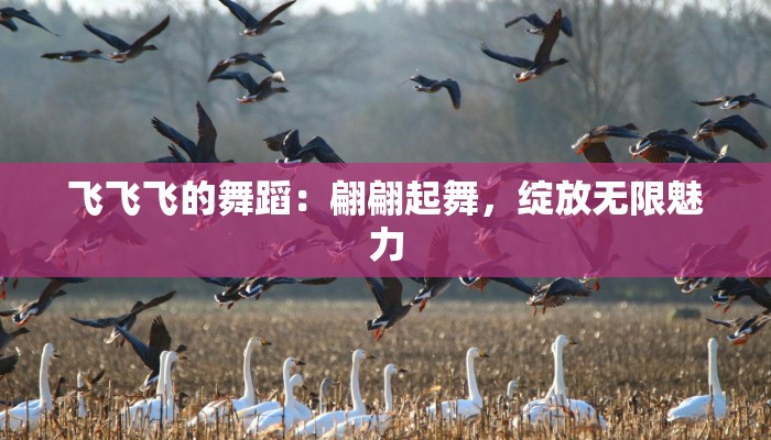 飞飞飞的舞蹈：翩翩起舞，绽放无限魅力