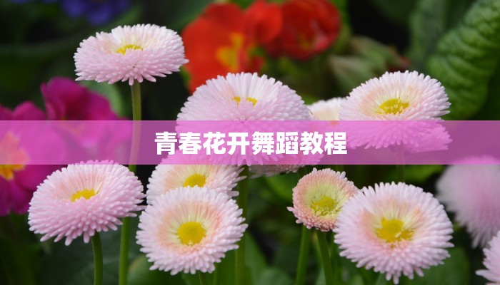 青春花开舞蹈教程