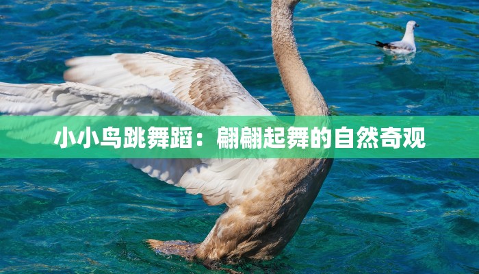小小鸟跳舞蹈：翩翩起舞的自然奇观