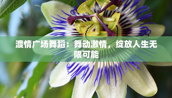 渡情广场舞蹈：舞动激情，绽放人生无限可能