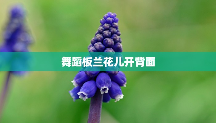 舞蹈板兰花儿开背面