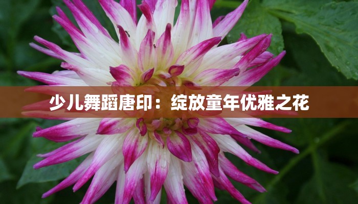 少儿舞蹈唐印：绽放童年优雅之花