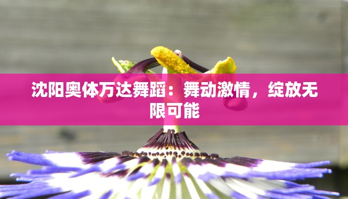 沈阳奥体万达舞蹈：舞动激情，绽放无限可能