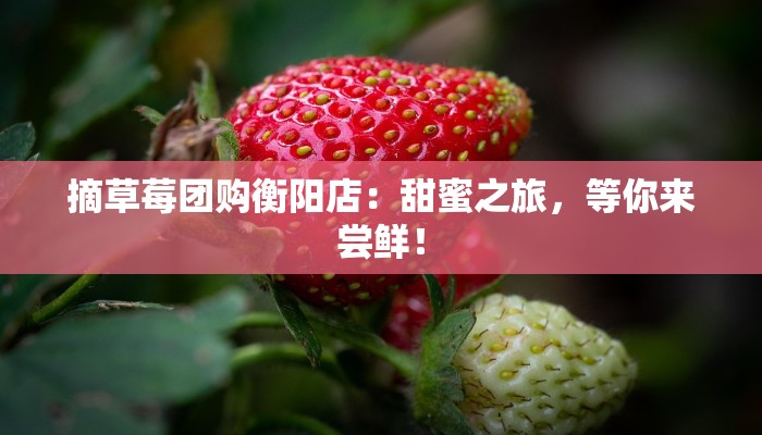 摘草莓团购衡阳店：甜蜜之旅，等你来尝鲜！