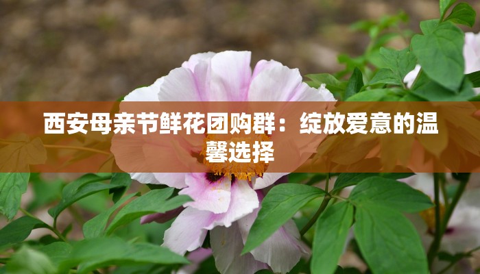 西安母亲节鲜花团购群：绽放爱意的温馨选择