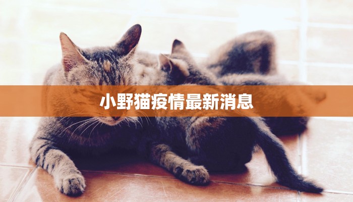 小野猫疫情最新消息