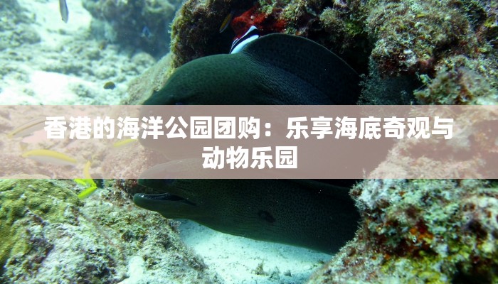 香港的海洋公园团购：乐享海底奇观与动物乐园