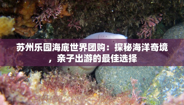 苏州乐园海底世界团购：探秘海洋奇境，亲子出游的最佳选择