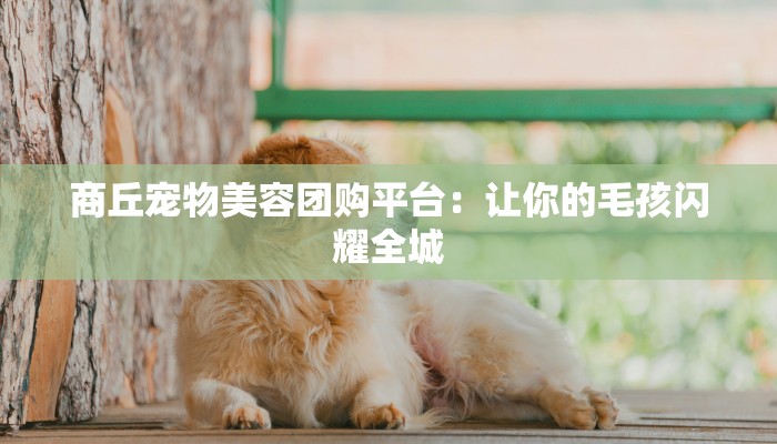 商丘宠物美容团购平台：让你的毛孩闪耀全城