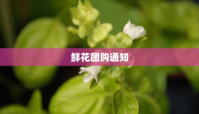 鲜花团购通知