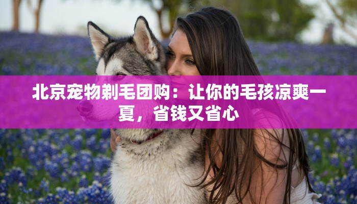 北京宠物剃毛团购:让你的毛孩凉爽一夏,省钱又省心 北京宠物剃毛团购:让你的毛孩凉爽一夏,省钱又省心