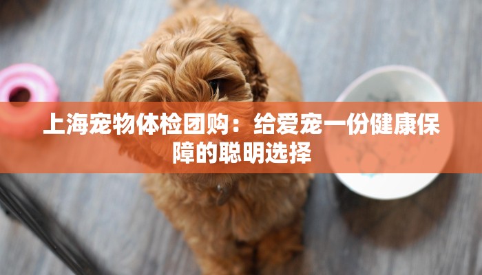 上海宠物体检团购：给爱宠一份健康保障的聪明选择