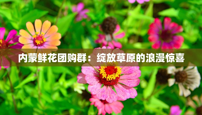 内蒙鲜花团购群：绽放草原的浪漫惊喜