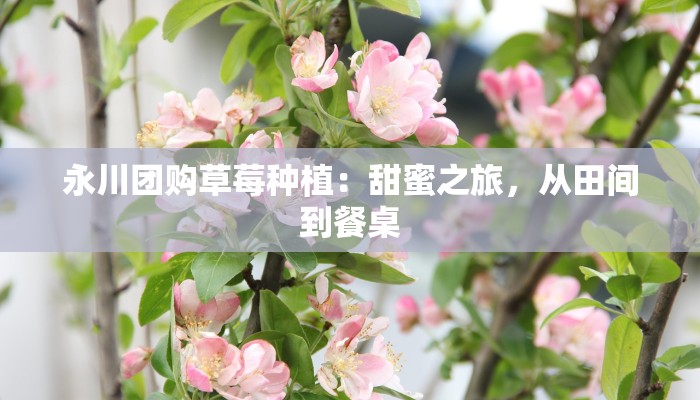 永川团购草莓种植：甜蜜之旅，从田间到餐桌