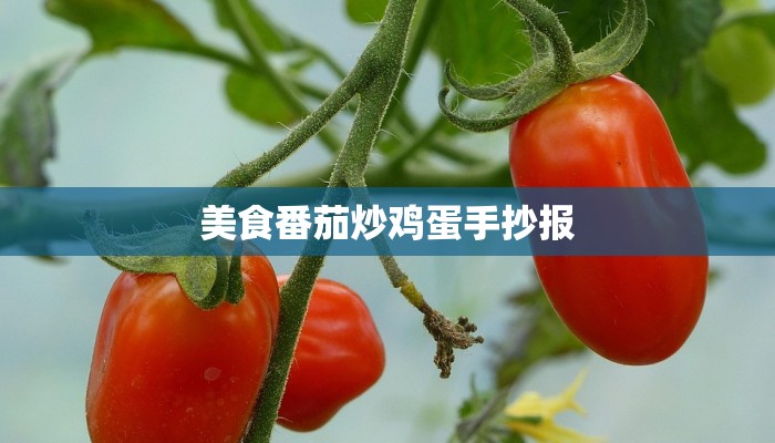 美食番茄炒鸡蛋手抄报