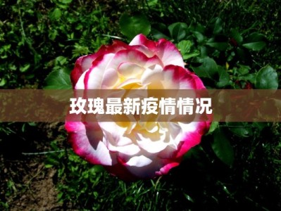 玫瑰最新疫情情况