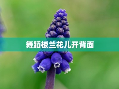 舞蹈板兰花儿开背面