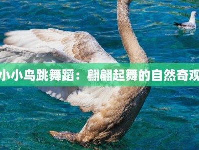小小鸟跳舞蹈：翩翩起舞的自然奇观