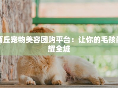 商丘宠物美容团购平台：让你的毛孩闪耀全城