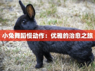 小兔舞蹈慢动作：优雅的治愈之旅