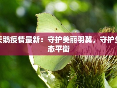 天鹅疫情最新：守护美丽羽翼，守护生态平衡