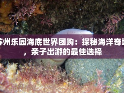 苏州乐园海底世界团购：探秘海洋奇境，亲子出游的最佳选择
