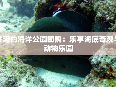 香港的海洋公园团购：乐享海底奇观与动物乐园