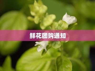 鲜花团购通知