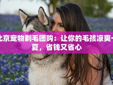 北京宠物剃毛团购：让你的毛孩凉爽一夏，省钱又省心
