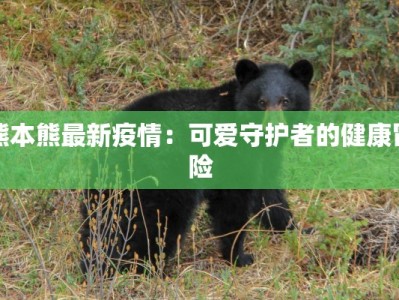 熊本熊最新疫情：可爱守护者的健康冒险